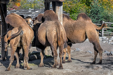 Bactrian camels. Latin name - Camelus bactrianus	