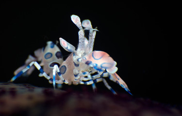 Incredible underwater world - Harlequin shrimp - Hymenocera picta. Diving, macro underwater...