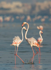 Greater Flamingos at Eker creek, Bahrain