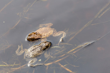 two frogs in a pond. sgrass leaves