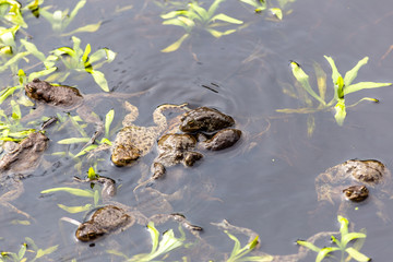 several frogs in the pond. grass leaves