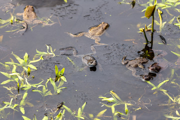 several frogs in the pond. grass leaves