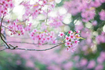 Wild himalayan sakura in spring. Beautiful cherry blossom.thailand sakura.