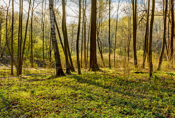 Obraz premium Spring Sunny day in Nevsky forest Park.