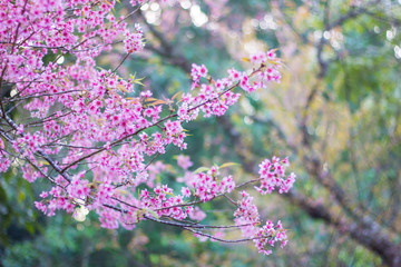 Wild himalayan sakura in spring. Beautiful cherry blossom.thailand sakura.