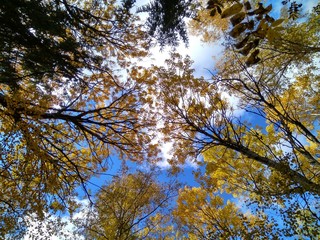 Green tree with young leaves against the blue sky.