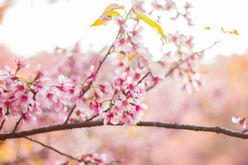 Closeup wild himalayan sakura in spring with sunlight. Beautiful cherry blossom.thailand sakura.