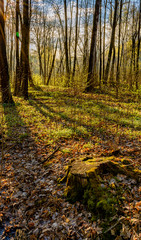 Obraz premium Spring Sunny day in Nevsky forest Park.