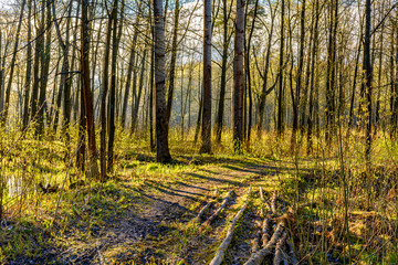 Spring Sunny day in Nevsky forest Park.