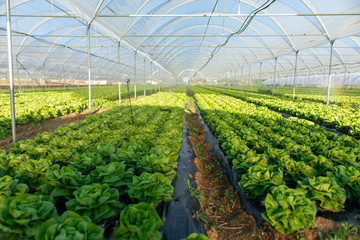 Fresh organic lettuce seedlings in greenhouse outdoors