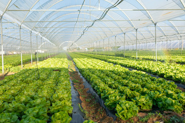 Fresh organic lettuce seedlings in greenhouse outdoors