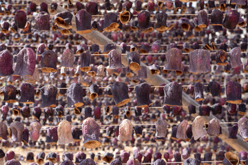 Dried vegetables in the line at farm