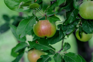 Green apple on the tree. Fruits of apples on the tree in summer