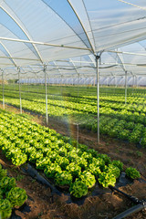 Fresh organic lettuce seedlings in greenhouse outdoors