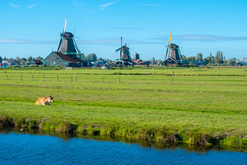 Cows in a grassland in the countryside on a summer day and windmill in the background