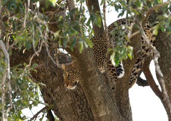 A leopard on tree at Masai Mara, Kenya