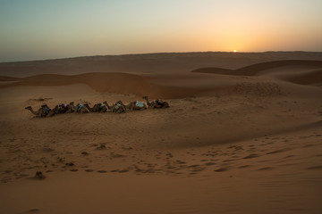Fototapeta na wymiar Dromedary and Dunes of the Wahiba Sand Desert at dawn (Oman)