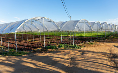 Fresh organic lettuce seedlings in greenhouse outdoors