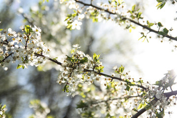 spring flowering garden