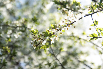  spring flowering garden