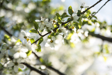  spring flowering garden