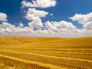 Fototapeta premium Wheat field after harvest in Cobos de Cerrato in Castilla y León