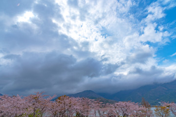 Fototapeta na wymiar Fujikawaguchiko Cherry Blossoms Festival. View of full bloom pink cherry trees flowers at Lake Kawaguchi with clear blue sky natural background in springtime sunny day. Yamanashi Prefecture, Japan