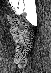 A leopard on a tree at Masai Mara, Kenya