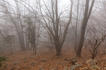 Natural park of Montseny, Catalonia, Spain