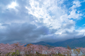 Fototapeta na wymiar Fujikawaguchiko Cherry Blossoms Festival. View of full bloom pink cherry trees flowers at Lake Kawaguchi with clear blue sky natural background in springtime sunny day. Yamanashi Prefecture, Japan