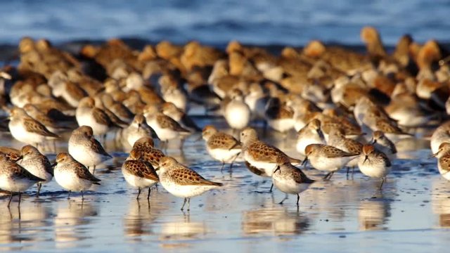 Western Sandpiper (Calidris mauri)  and Dunlin (Calidris alpina) feeding along the Washington Coast. USA.