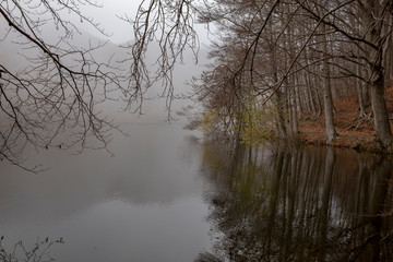 Obraz premium Swamp of Santa Fe with fog, Montseny natural park, Catalonia, Spain