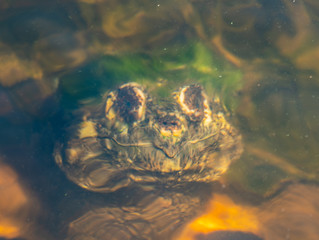 Green Moss Covers Snapping Turtle Below Water