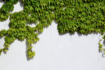 Green wall of ivy leaves. Close up texture, background.
