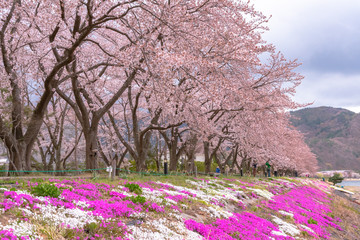 Fujikawaguchiko Cherry Blossoms Festival. View of full bloom pink cherry trees flowers at Lake Kawaguchi with clear blue sky natural background in springtime sunny day. Yamanashi Prefecture, Japan