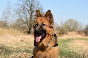 Young Old (Longhaired) German Shepherd lies on meadow in sunny day.