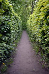 Obraz premium Green bushes labyrinth, hedges maze.
