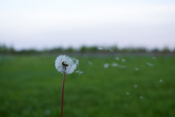 Dandelion (Taraxacum officinale) blowball. Springtime, Spring.