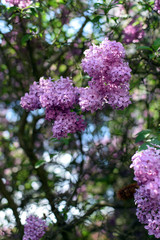 Florescence of Syringa vulgaris (common lilac) springtime. lilac blooming, Spring.