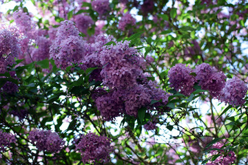 Florescence of Syringa vulgaris (common lilac) springtime. lilac blooming, Spring.