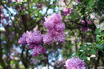 Obraz premium Florescence of Syringa vulgaris (common lilac) springtime. lilac blooming, Spring.