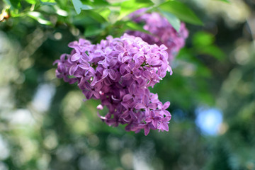 Obraz premium Florescence of Syringa vulgaris (common lilac) springtime. lilac blooming, Spring.