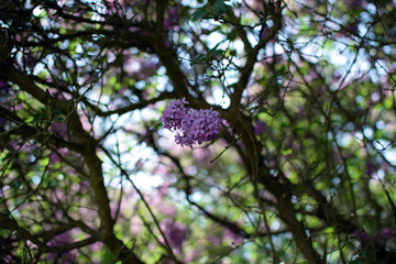 Florescence of Syringa vulgaris (common lilac) springtime. lilac blooming, Spring.