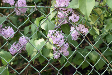 Florescence of Syringa vulgaris (common lilac) springtime. lilac blooming, Spring.