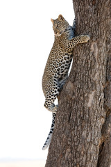A juvenile leopard trying to climb down the tree, Masai Mara, Kenya