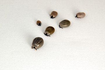 Ixodes ricinus filled with blood. Castor bean tick. Close up isolated on white background