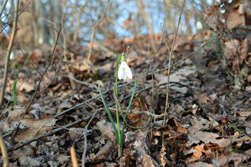 Snowdrop spring flowers. Common snowdrop (Galanthus nivalis). Spring, Springtime.