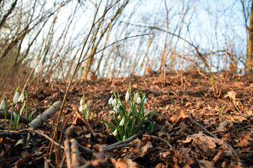Snowdrop spring flowers. Common snowdrop (Galanthus nivalis). Spring, Springtime.