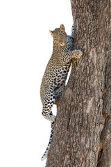 A juvenile leopard trying to climb down the tree, Masai Mara, Kenya