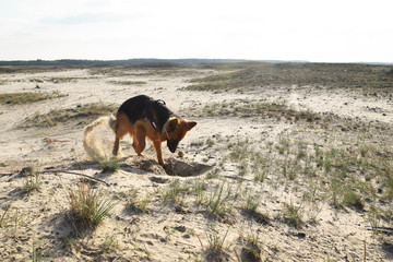 Young German Shepherd on the sand. Bledow Desert, Silesia, Poland.